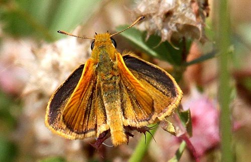 Lulworth Skipper - Butterfly species | PEPLIS JISHEBI | პეპლის ჯიშები